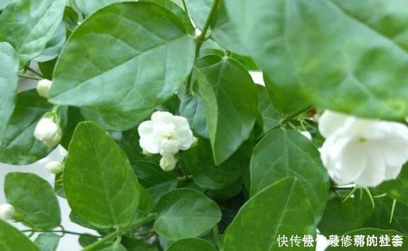 养好茉莉花,这一步“不能缺”花开一茬接一茬,连续不间断