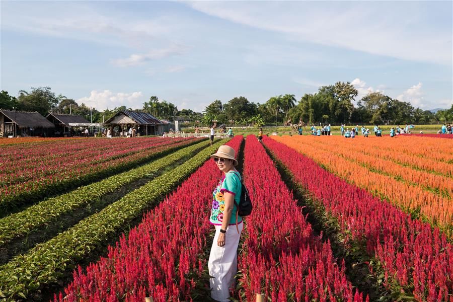 花海|泰国清迈花海引游人