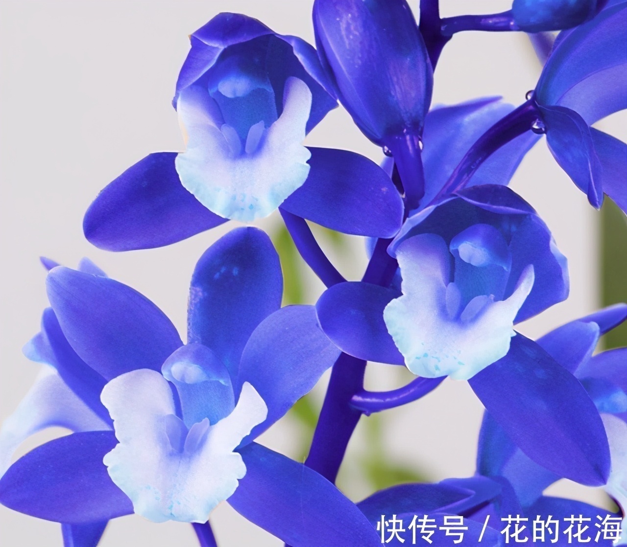 这款兰花的名字“土掉渣”，开花后却惊艳了众人，新手也能养好