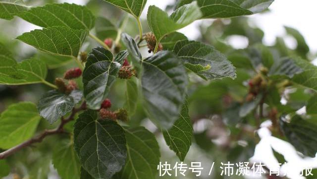 食物|糖尿病的“祸首”公布了，并非甜食，医生直言：三类食物最好少碰