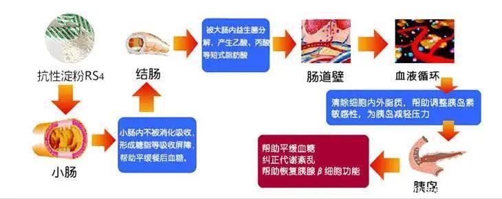 减肥|减肥中，为什么最推荐的主食是土豆？