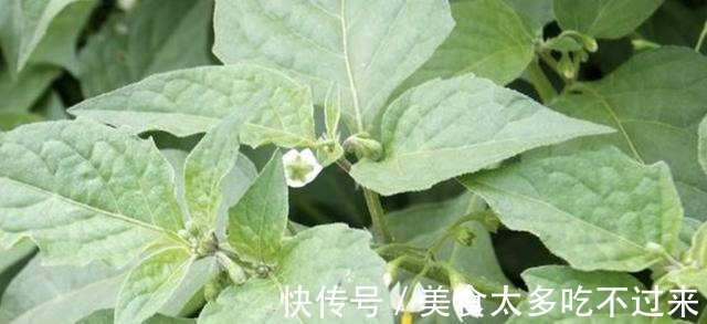 田野里除不完的“野草”,张大妈却挖来“当盆栽”,繁殖一阳台!