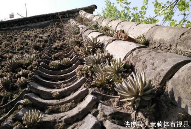 农村屋顶上的野草,价值高还有妙用,如果你家房上有,切记不要拔