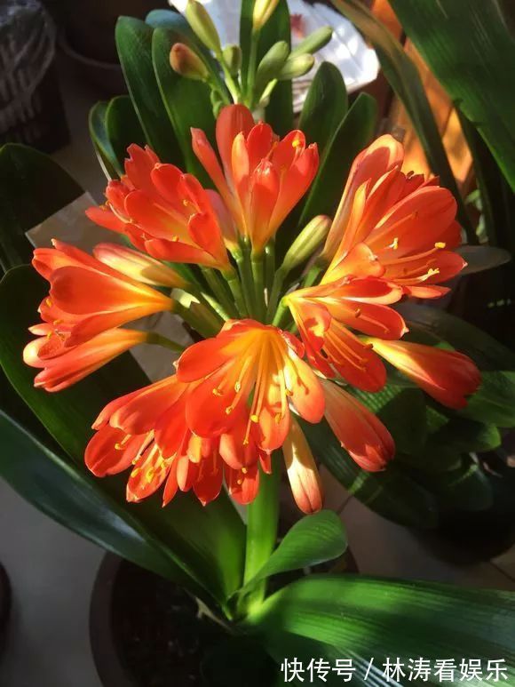 君子兰开花“讲究大”，简单改一改，花箭呼呼冒，花比拳头大！