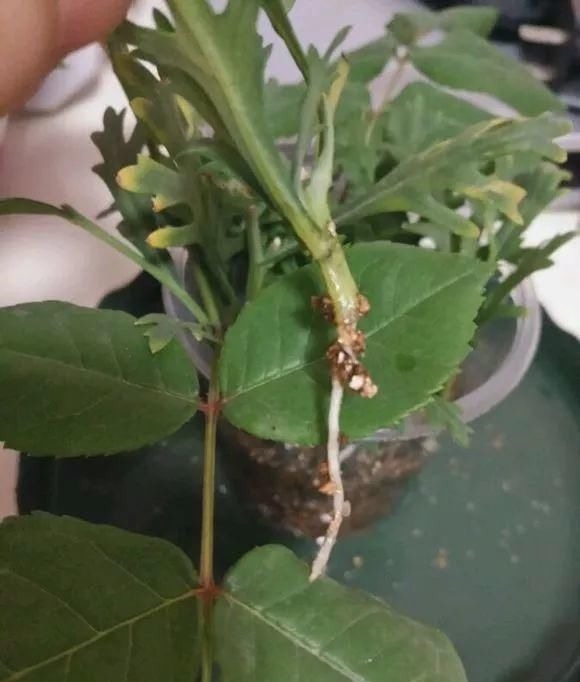 学会这种扦插法，2周生根，插什么活什么，太简单了！