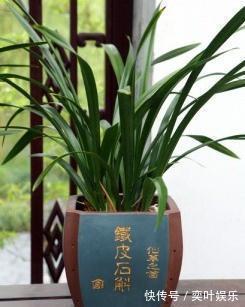 兰花空根烂根,教你3方法来救治,大白根呼呼冒,新芽猛窜花爆盆