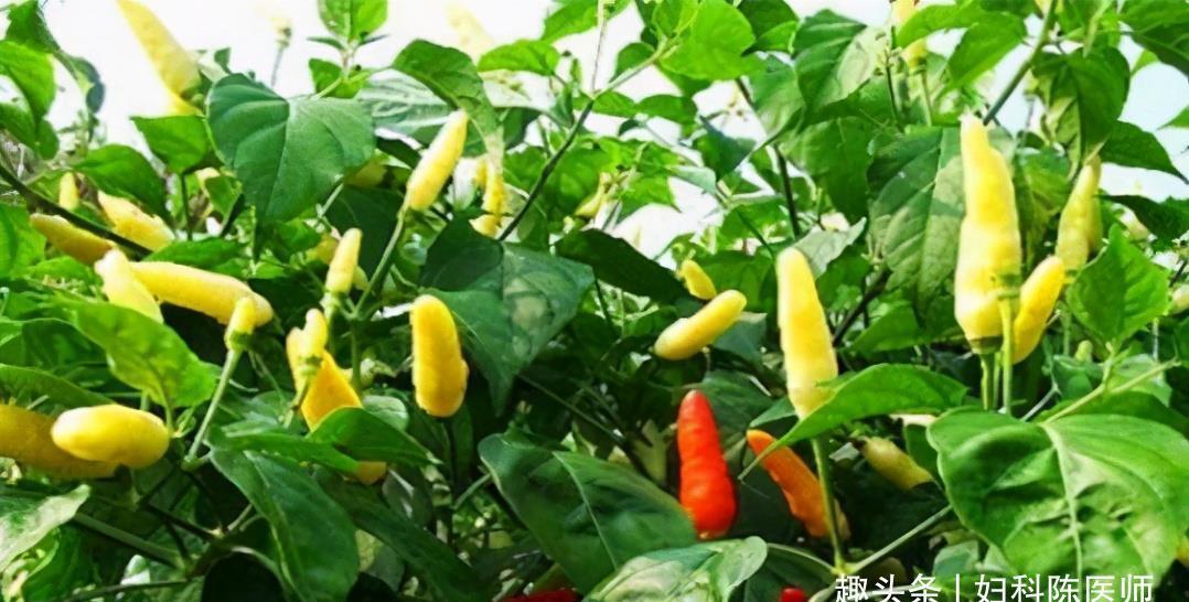 陈医师|想长寿要会吃,3种食物多吃,美白护肤,淡化皱纹,皮肤越来越白