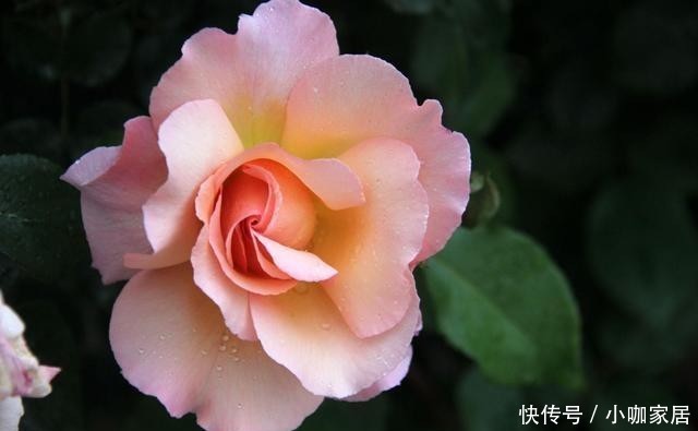  浓郁|几款又香又美的月季花，不仅好看，还好吃