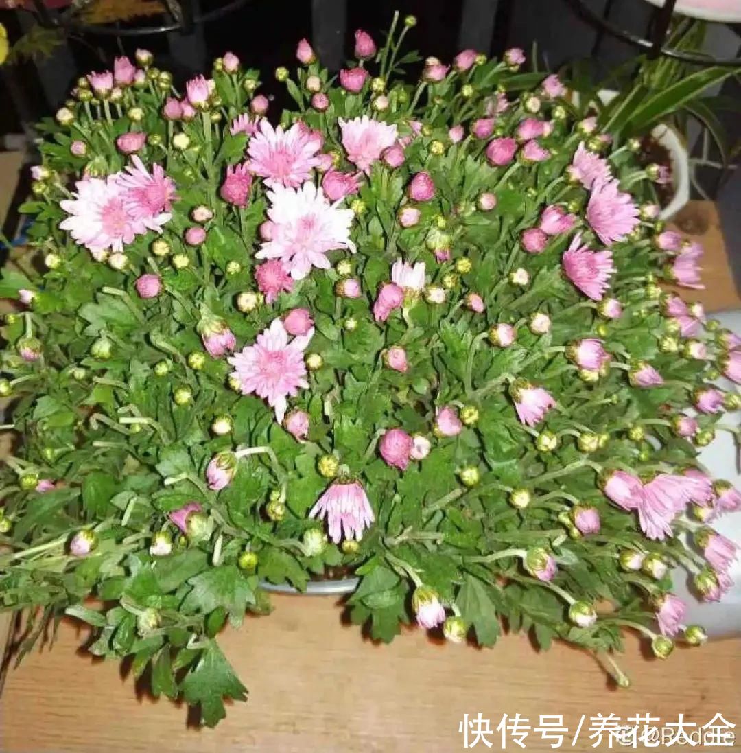 月季|8种花，现在快施肥，秋天开出满树花