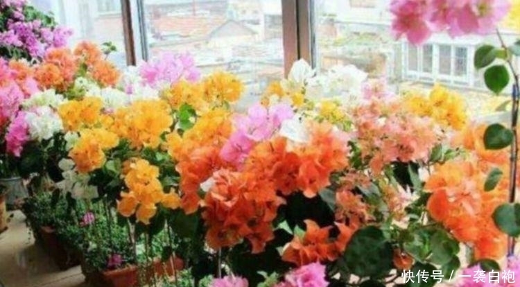 养花就养这几款,全年开花不停,花色艳丽,开成百花园!