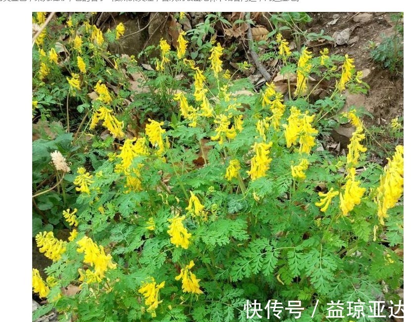 黄瑾|最委屈的野草,曾被误称“断肠草”,如今成最珍贵的中药