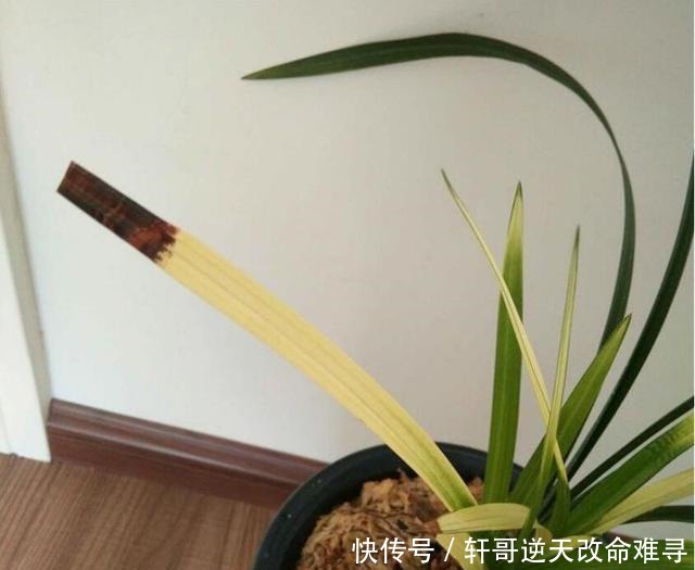 兰花叶片焦尖,剪了还往下焦,5个方面下手来解决!