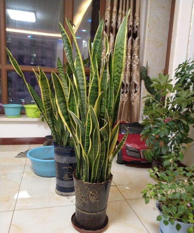 秋天养虎皮兰,盆里放一点它,叶肥厚苍翠,侧芽多,越长越旺盛