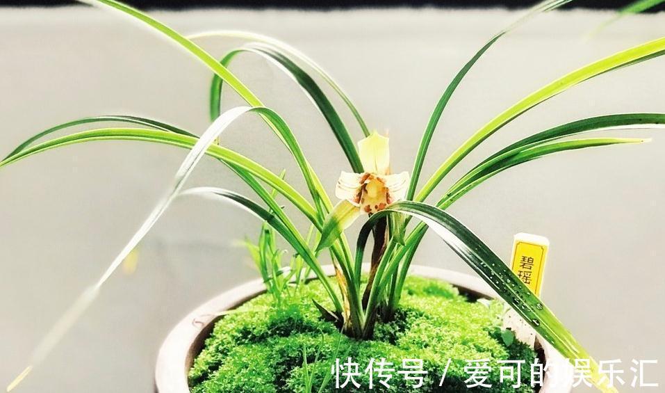 家庭栽培兰花如何挑选,学会这些基础,也能买到好兰花