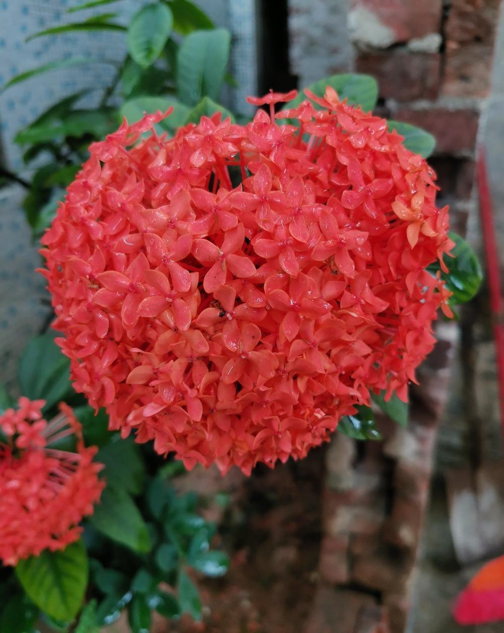 龙船花怎么养?养好龙船花,你需要这么做