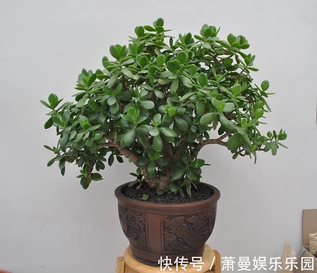 浇水|8种“漂亮花”，冬天要“虐着养”，越虐越健康，不然很难过冬