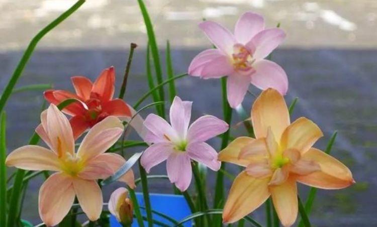 家里阳台就养这些花朵,超好养,开花就爆盆,花大色艳,开花超美
