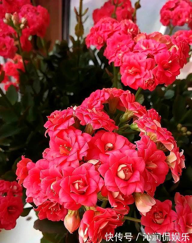 肥料|三盆长寿花同样浇水,同样施肥和光照,两盆开花一盆不开为什么