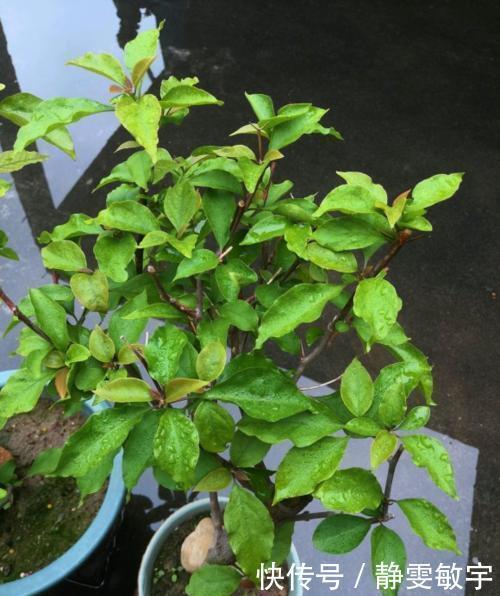 养三角梅6年,摸索出1个简单的扦插方法,成活率90%以上!
