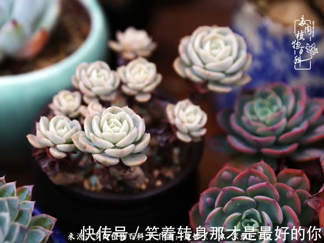 曾经的美肉，谢谢你们都惊艳过时光，谢谢你们都陪过我！