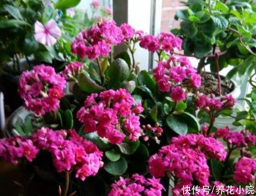 长寿花开完花，给它“剪一剪”，用上1种肥，再次长出花苞来