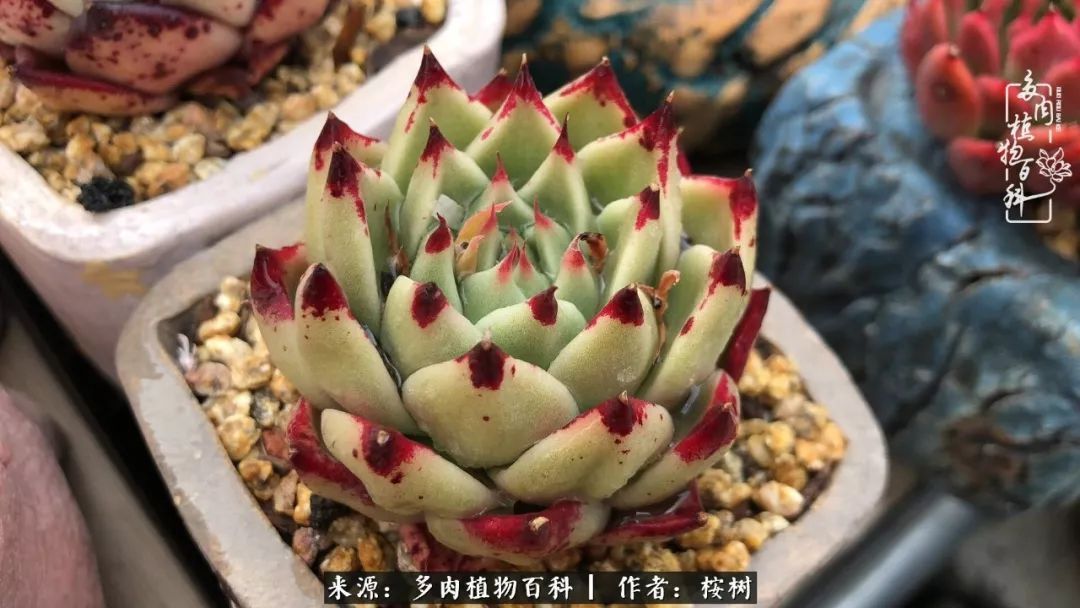 多肉度夏经验谈四季皆露养,兢兢业业养肉三年半!