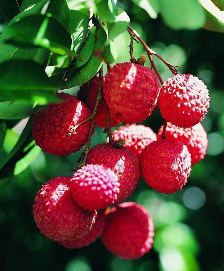 猫儿|想长寿先排毒,常食这四种食物,美容养颜,增强人体免疫力