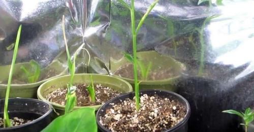 发芽的生姜不吃就盆栽,3个月下崽,秋收多到吃不完