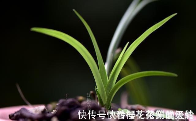 兰叶|怎么判断兰花缺少氮磷钾?学会这三招,养不好兰花都难