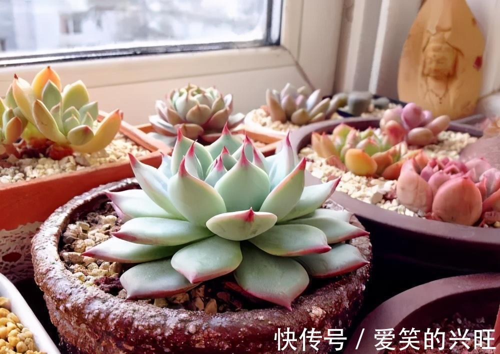 新叶|给吉娃娃砍一刀,养俩月爆出一圈崽,扦插单头也长新叶了,真开心