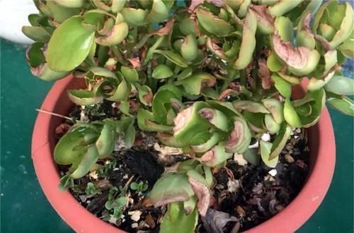 沙漠玫瑰|养这三种花，盆越小，开的花越多，放大盆还容易死