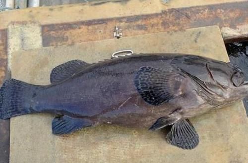 喜欢吃鱼的人注意：这“3种鱼”可能含有甲醛，平时尽量不要吃