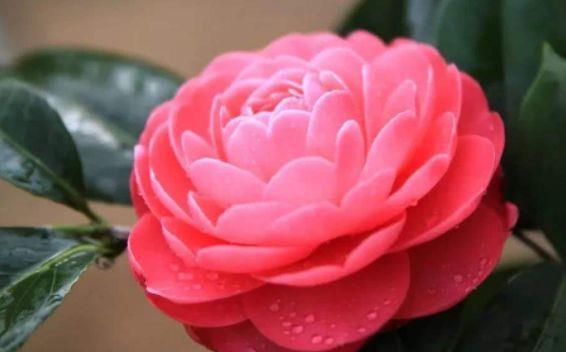 最适合新手养的4种花,好养漂亮花期长,开成百花园