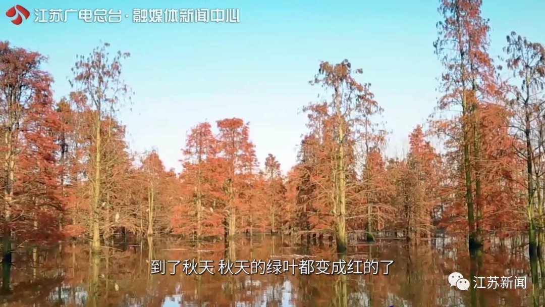 一半灿烂嫣红,一半明媚鹅黄!万里挑一的睡莲冠军,这里都能看到