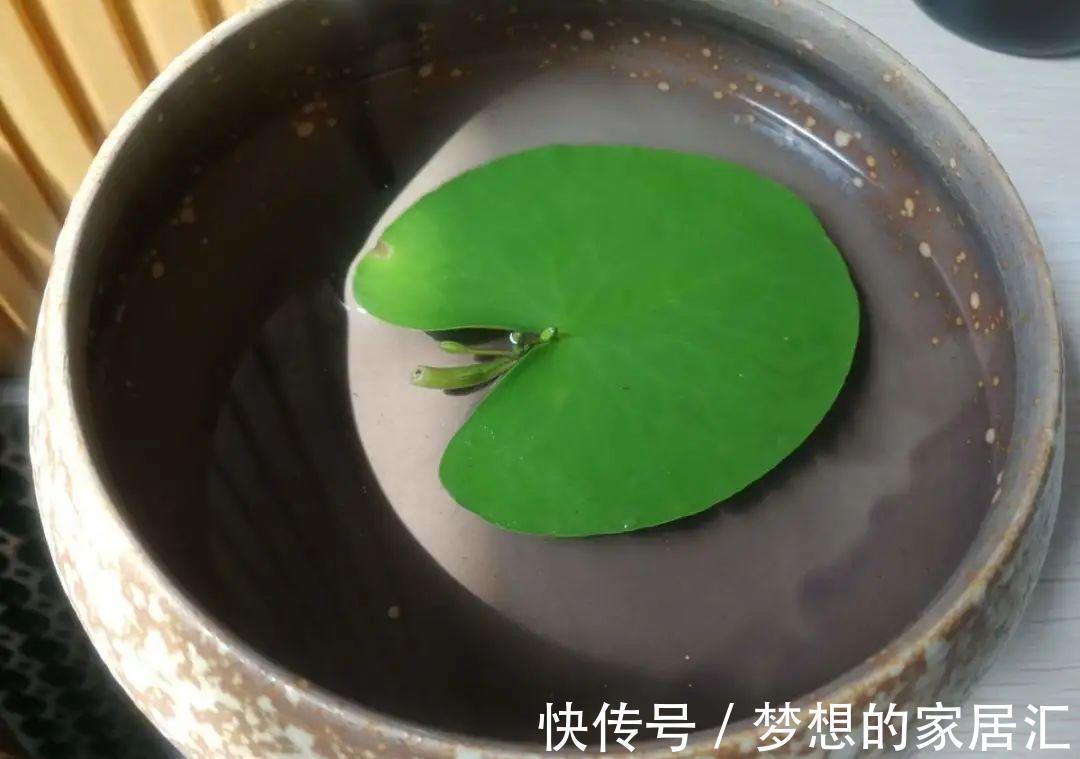 10种花太能喝水,一天一瓢水,7天爆满缸