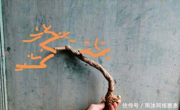 造型|玩盆景造型很重要哦,就像这两个六月雪素材,这样培育真的美翻了
