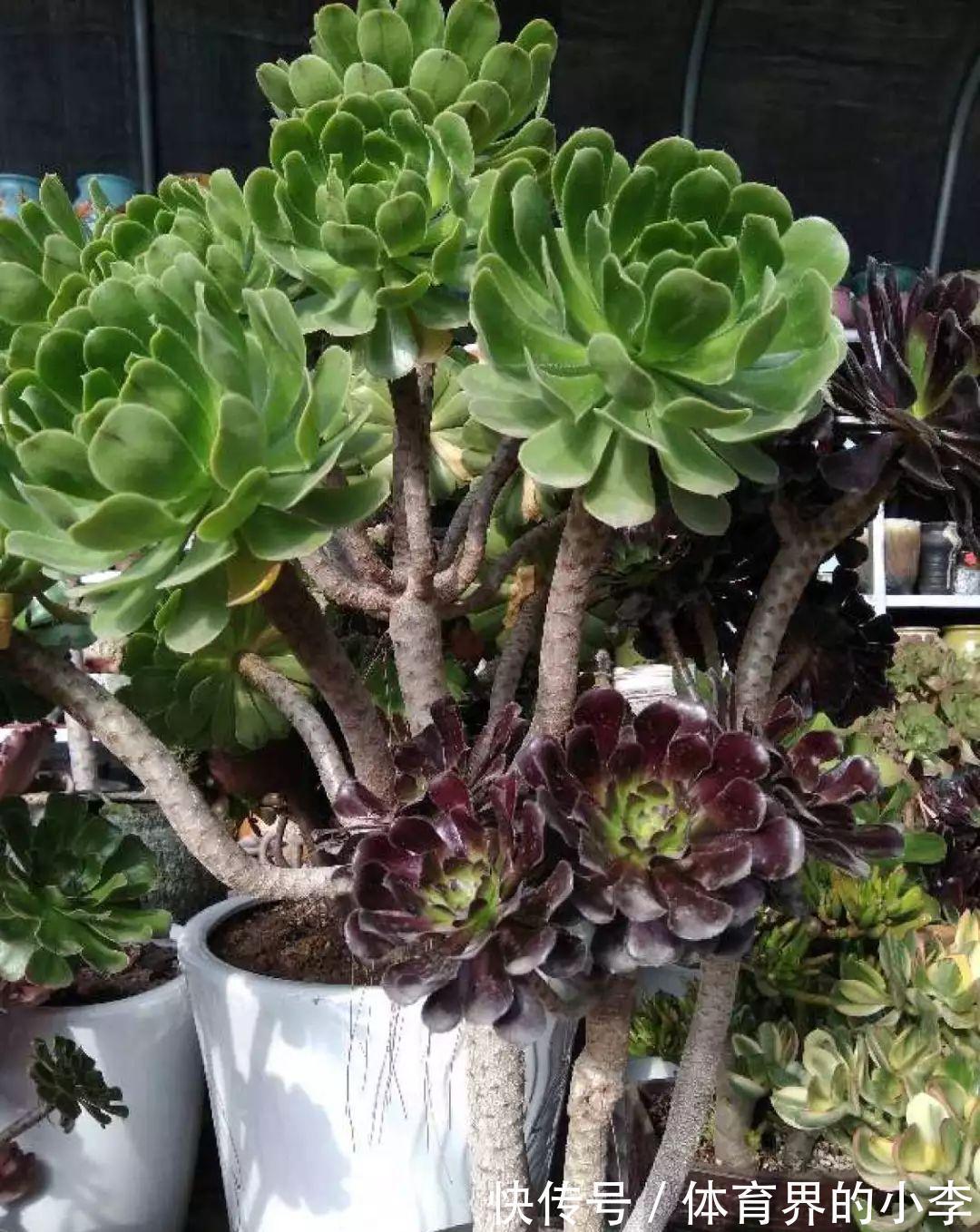 几块钱的小苗,邻居1年养成老桩,给1000块都不卖