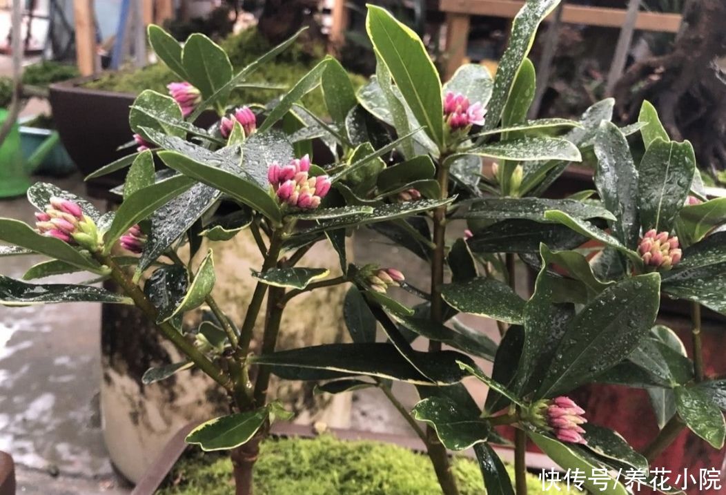 养护|瑞香开始长花芽，给它做好4个方面的养护，花期才能大量开花