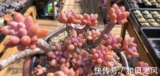 多肉浇水大全,掌握了轻松养成肉墩子,5分钟学会!