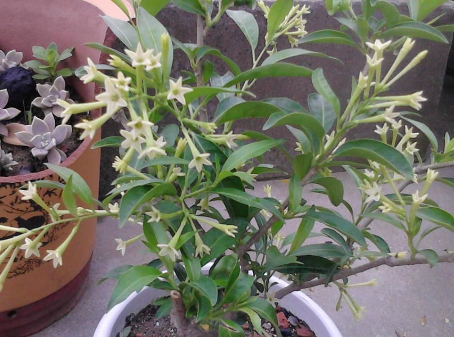 虎刺梅|看看这几种花,赶紧搬到室外吧,看着美但真不能养在屋里