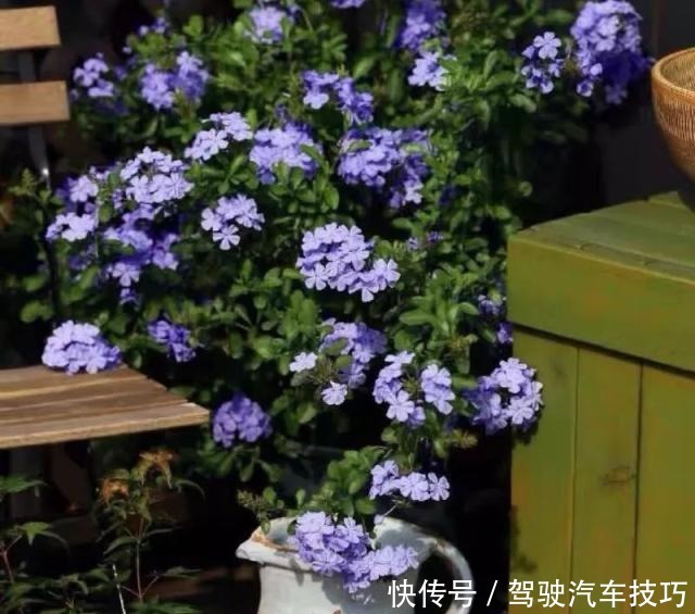 这8种懒人花,花期长,好看又好养!这8种懒人花,花期长,好看又好养!