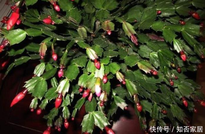 蟹爪兰2次开花数量少?花后5步不能少,做好轻松开爆盆!