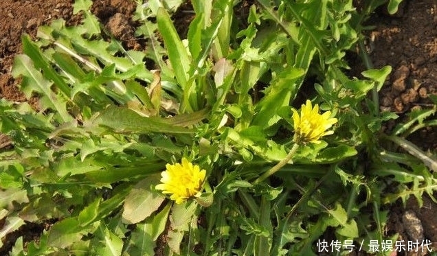 蒲公英泡水喝,药用价值大,那么很多人就会问:可以天天喝吗?