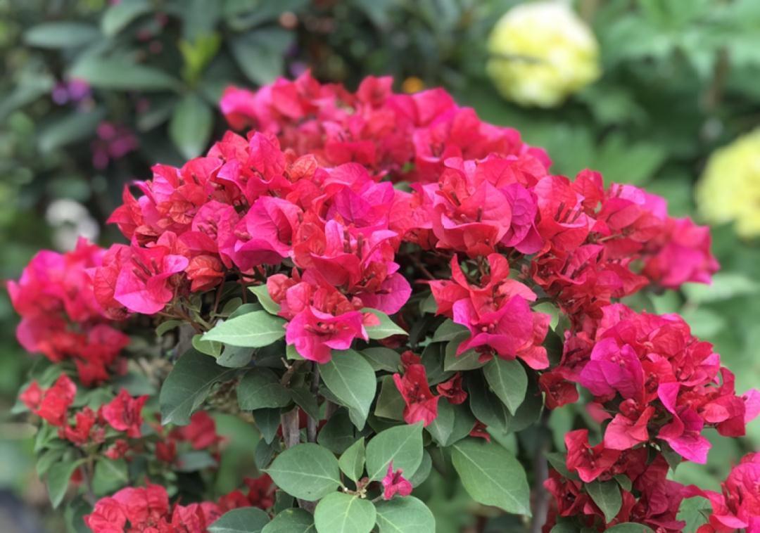 准备好,这花下个月要开,赶紧施肥、催花