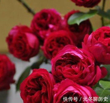 花香|此花漂亮,四季开花,花量巨大,好种植,香气四溢,一花香一阳台