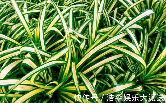 空气湿度|吊兰“干尖黄叶”,注意3个方面“不达标”,别忽视!