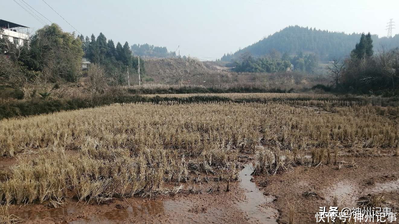 乡村冬闲田，一道靓丽的风景！