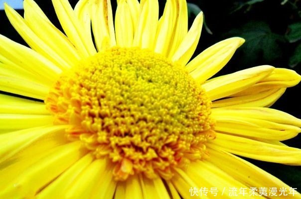 喜欢玫瑰,不如养盆“菊中珍品”盘龙金桂,似金玉圆球,优雅霸气