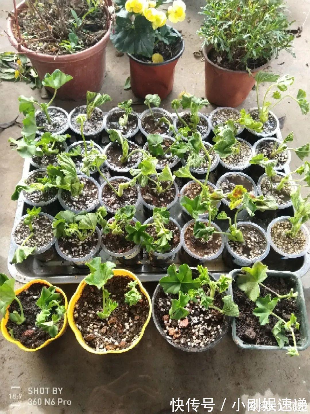 10种花特怕晒，越晒越黄叶，搬阴凉地儿才能活！