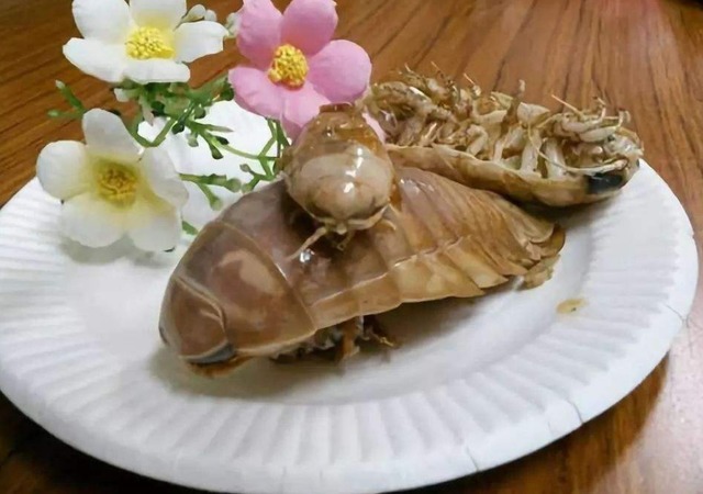 日本|日本人口味有多重?深海巨虱蒸着吃,成品太馋人了